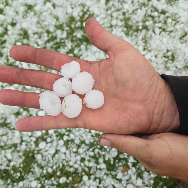 Hand holding several hailstones over hail-covered grass, C&A Roofing & Construction