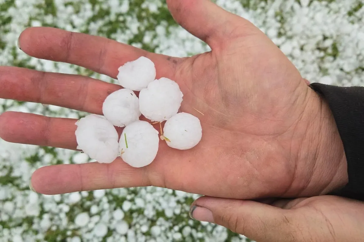 Hand holding several hailstones over hail-covered grass, C&A Roofing & Construction