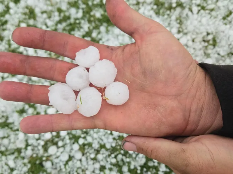Hand holding several hailstones over hail-covered grass, C&A Roofing & Construction