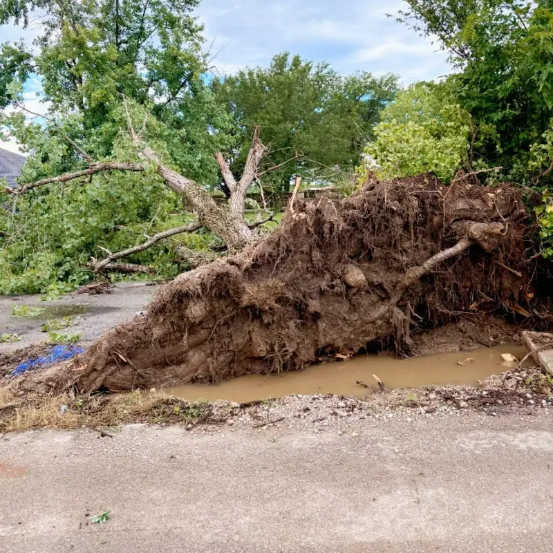 Uprooted tree root ball on ground after storm, C&A Roofing & Construction