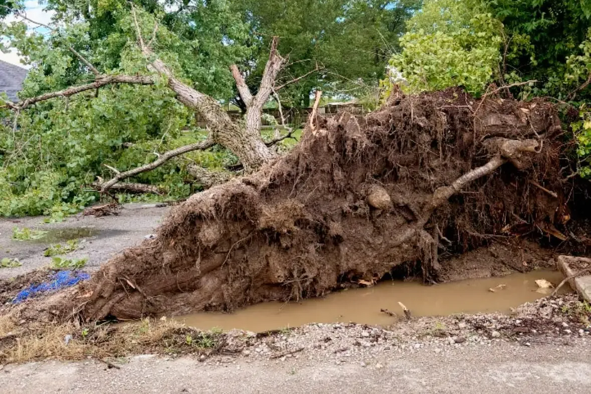 Uprooted tree root ball on ground after storm, C&A Roofing & Construction